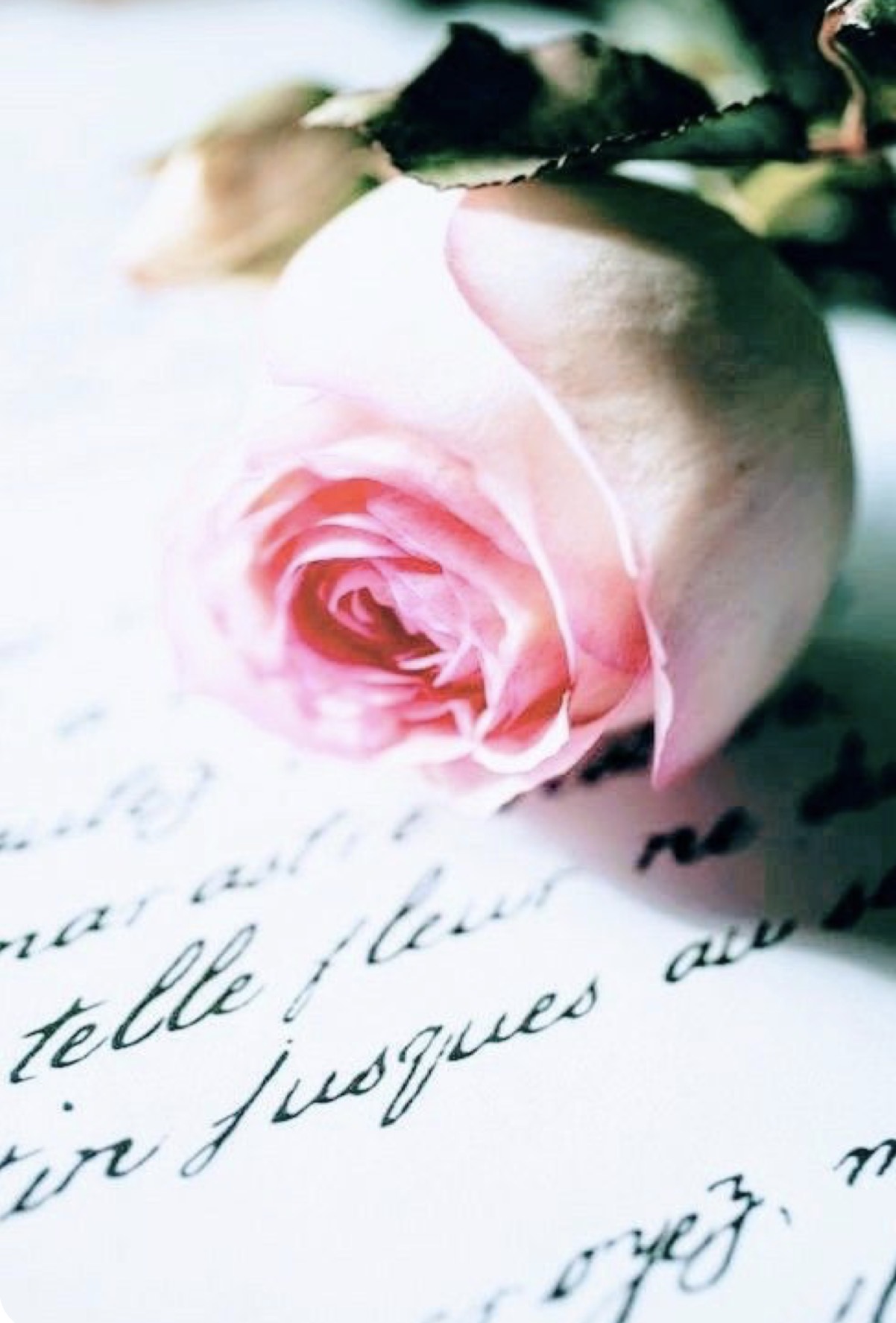 A pale pink rose resting on a letter written in flowing script